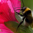 Hummel besucht Malve