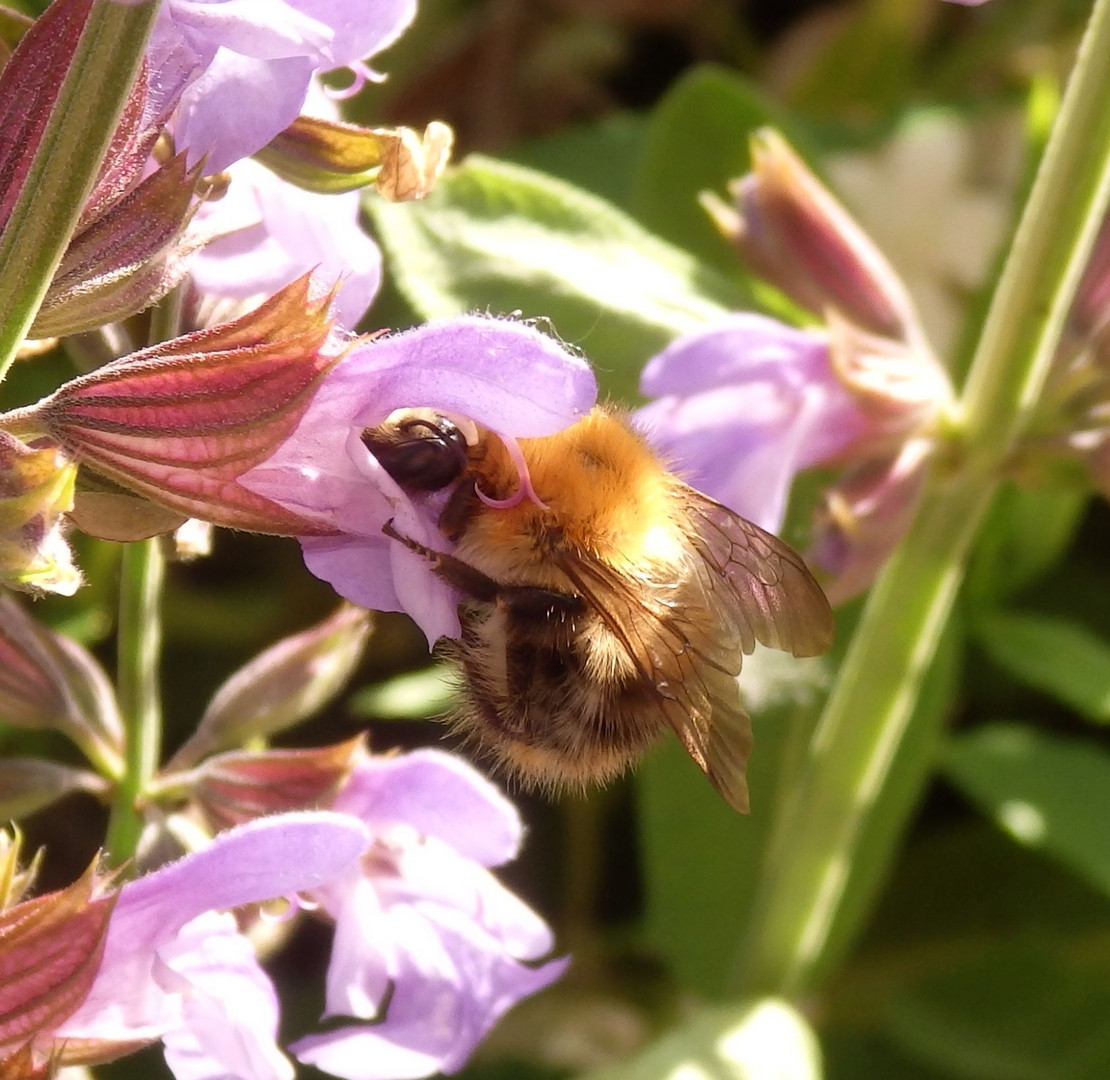 Hummel besucht Salbeiblüte