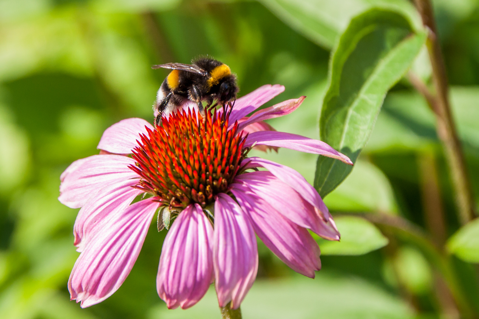 Hummel besucht schöne Blume