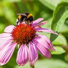 Hummel besucht schöne Blume