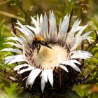 Hummel besucht Silberdistel