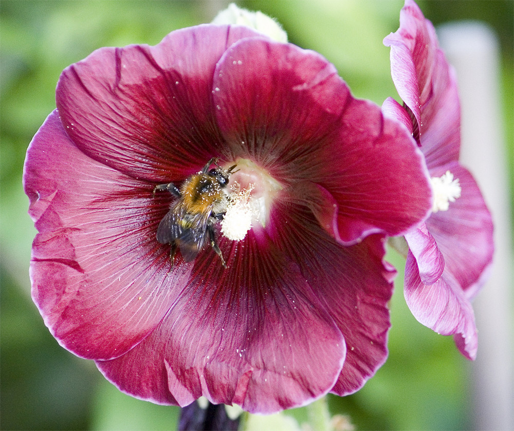 Hummel besucht Stockrose