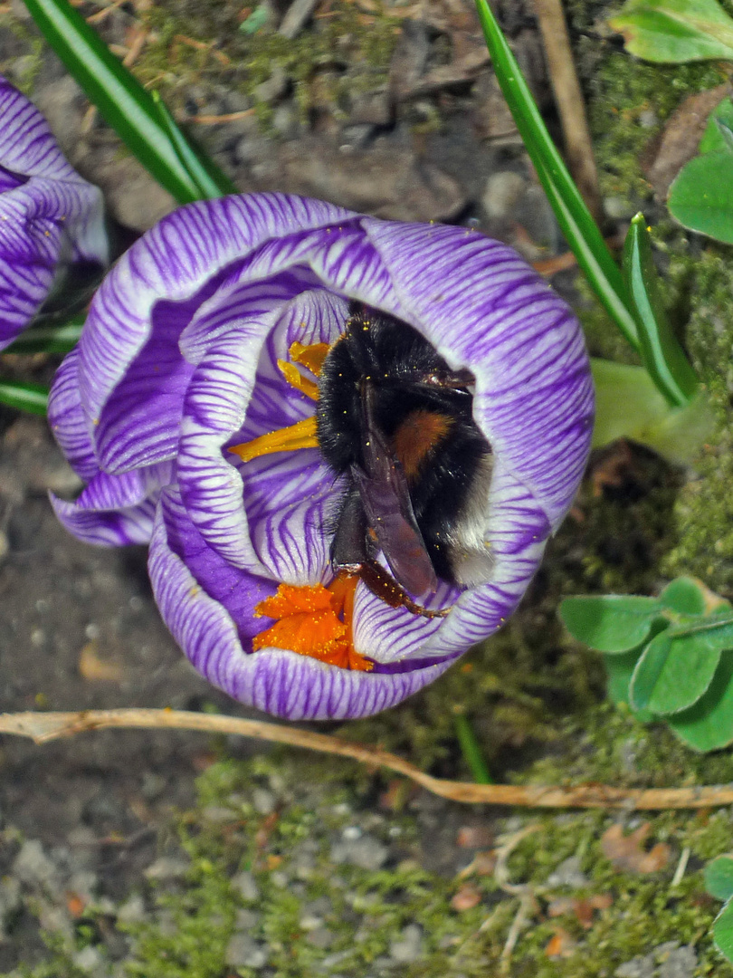 Hummel-Bett