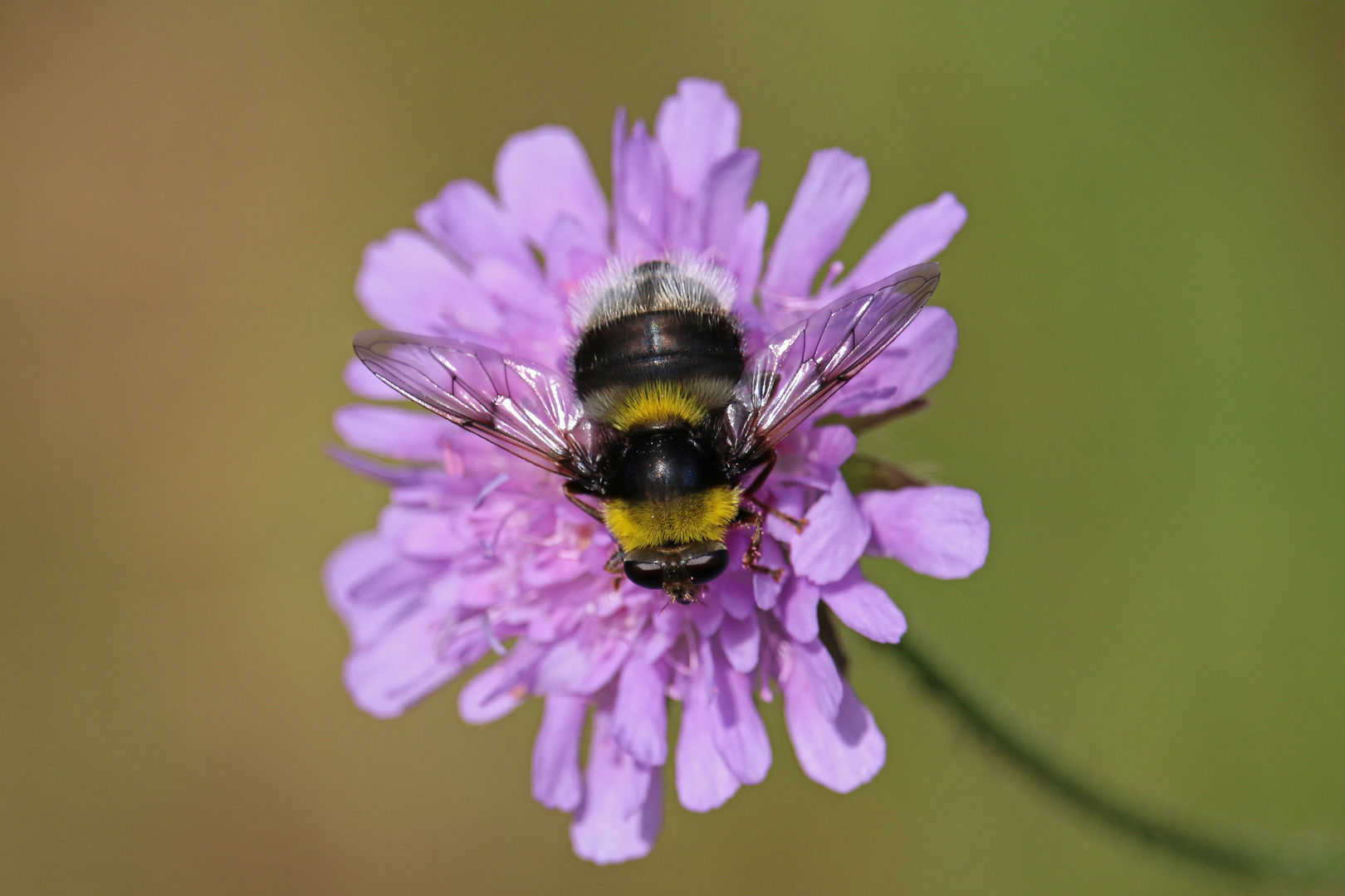 Hummel