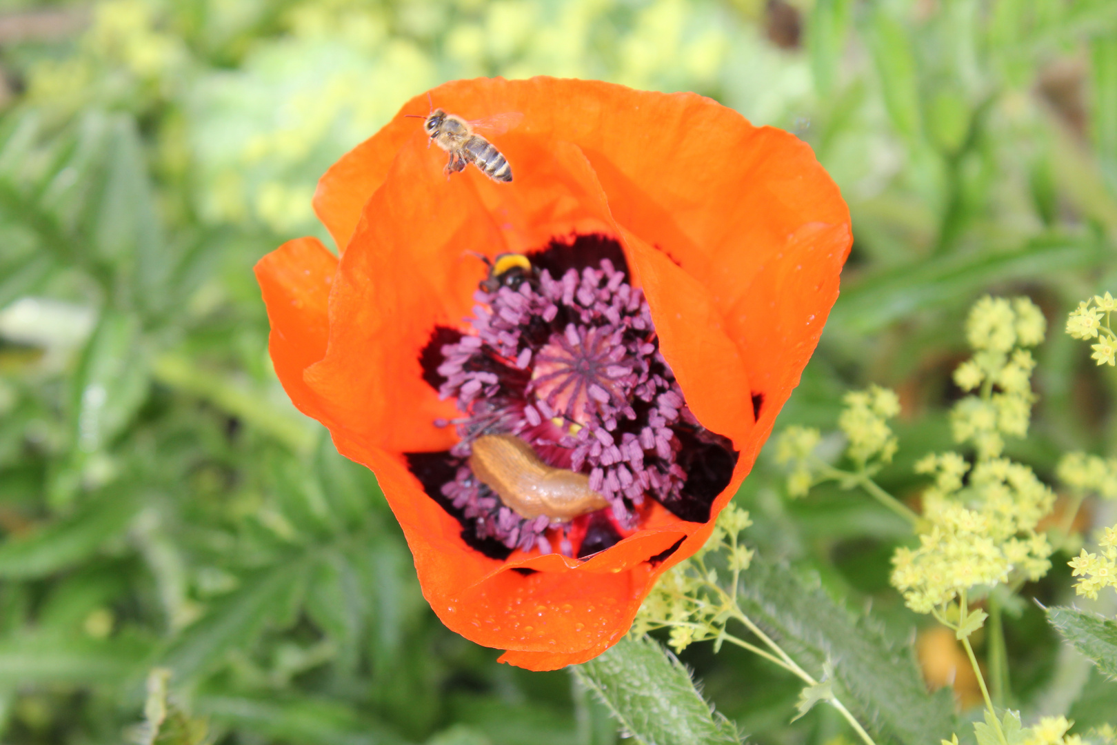 Hummel, Biene und Schnecke