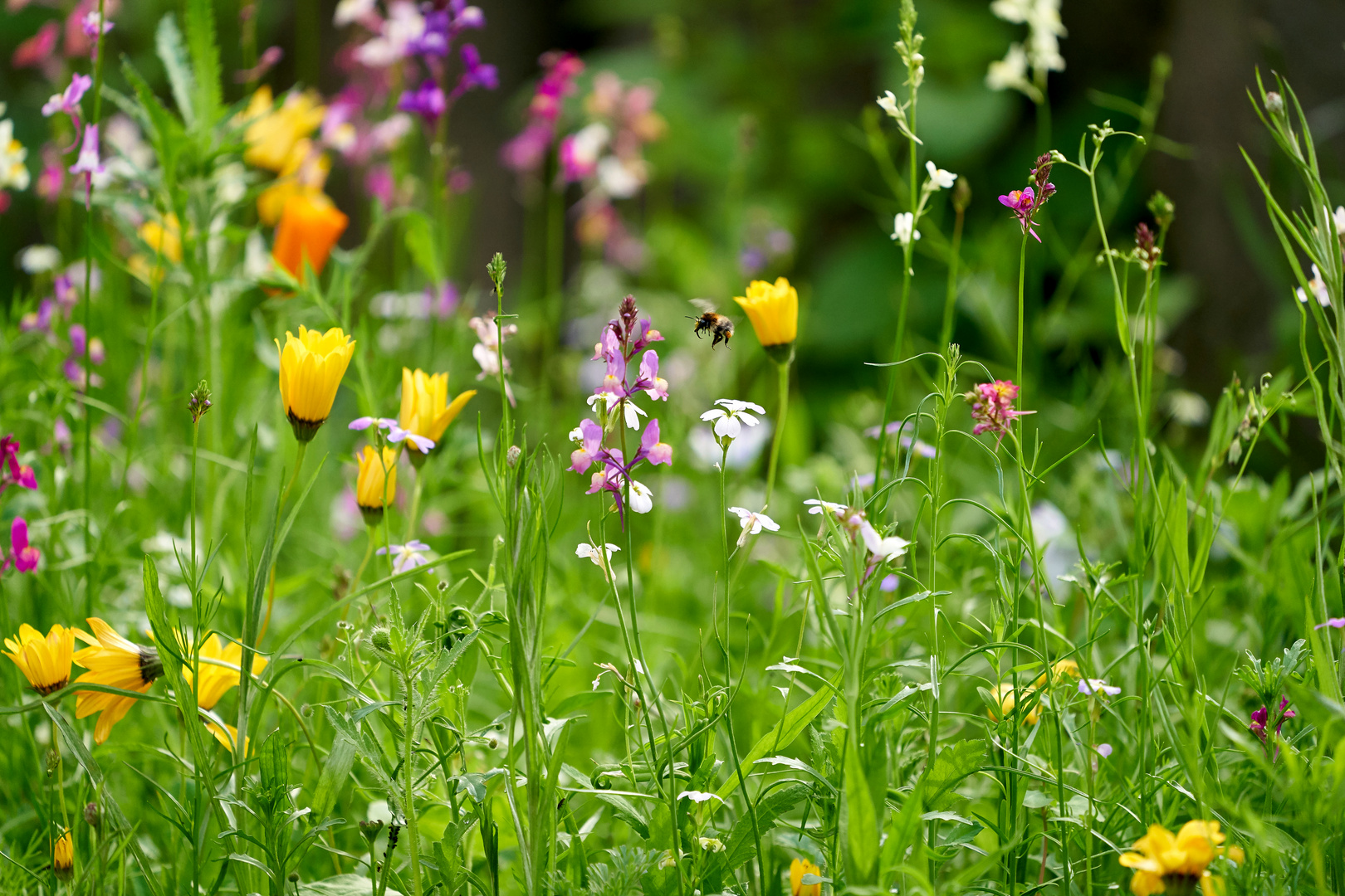 Hummel, Bienen und Blumenbeet