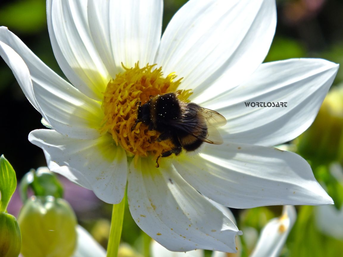 hummel blüte