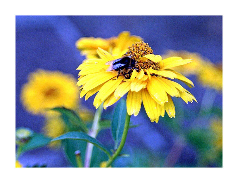 Hummel Blüte - en bleu