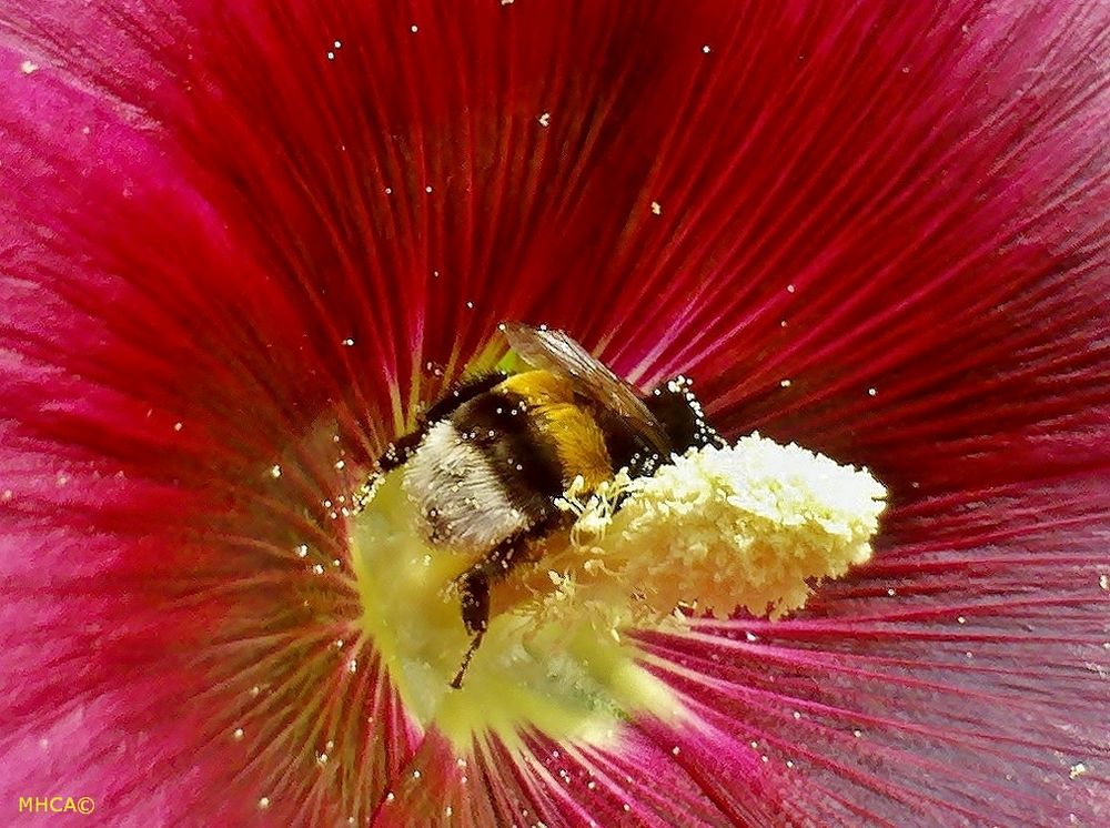 Hummel * Blütenstaub * Sommer