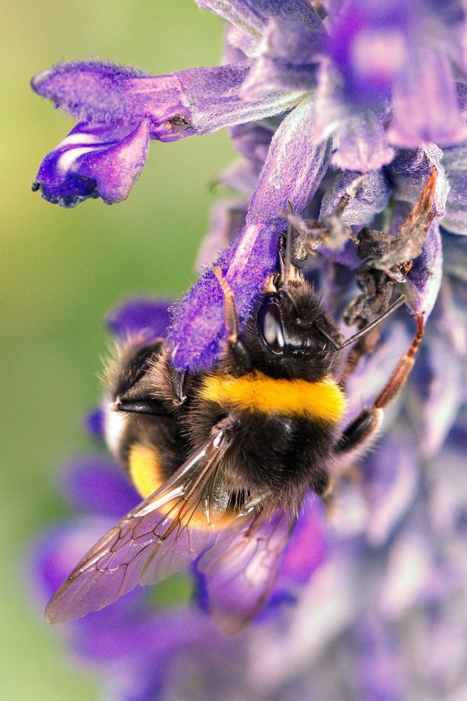 Hummel (Bombus) 