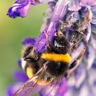 Hummel (Bombus) 