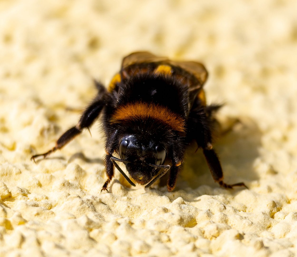 Hummel (Bombus)