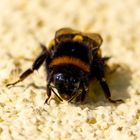 Hummel (Bombus)