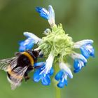 Hummel (Bombus)