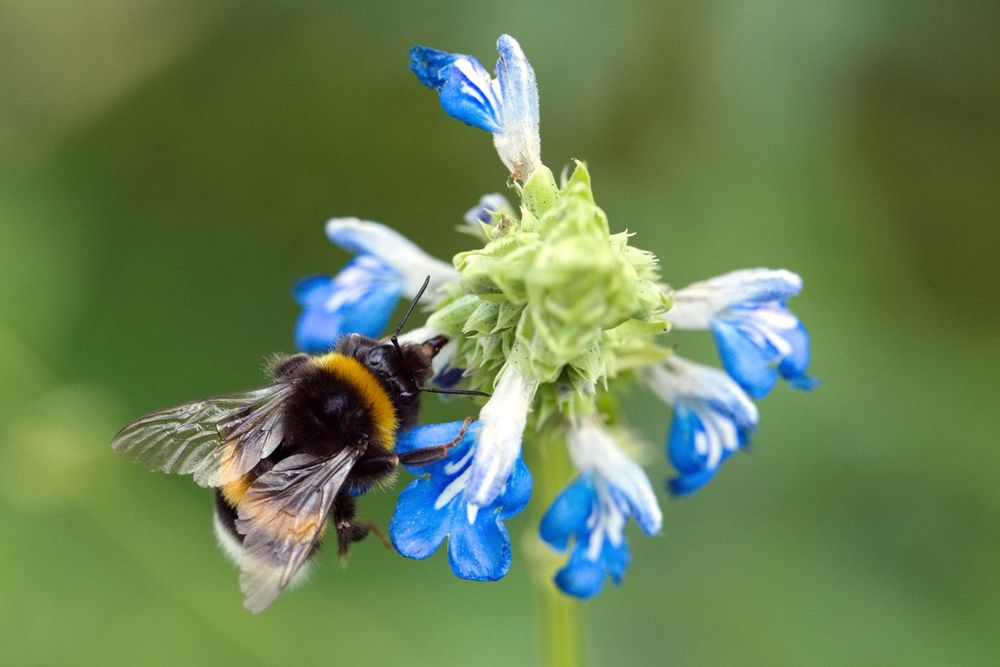 Hummel (Bombus)