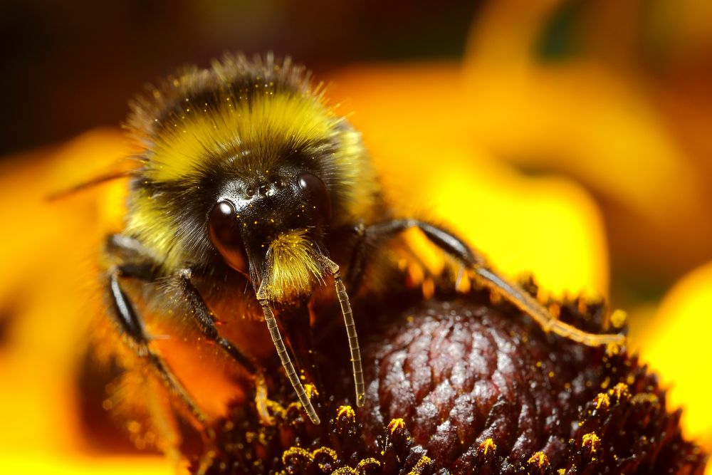 Hummel (Bombus) am Sommerhut (II)