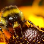 Hummel (Bombus) am Sommerhut (II)