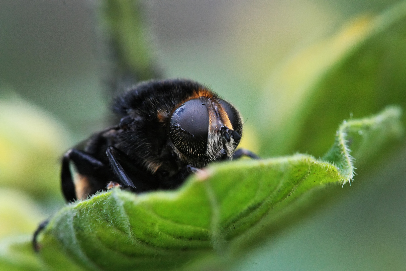 Hummel (Bombus)