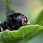 Hummel (Bombus)