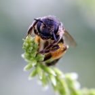 Hummel (Bombus)