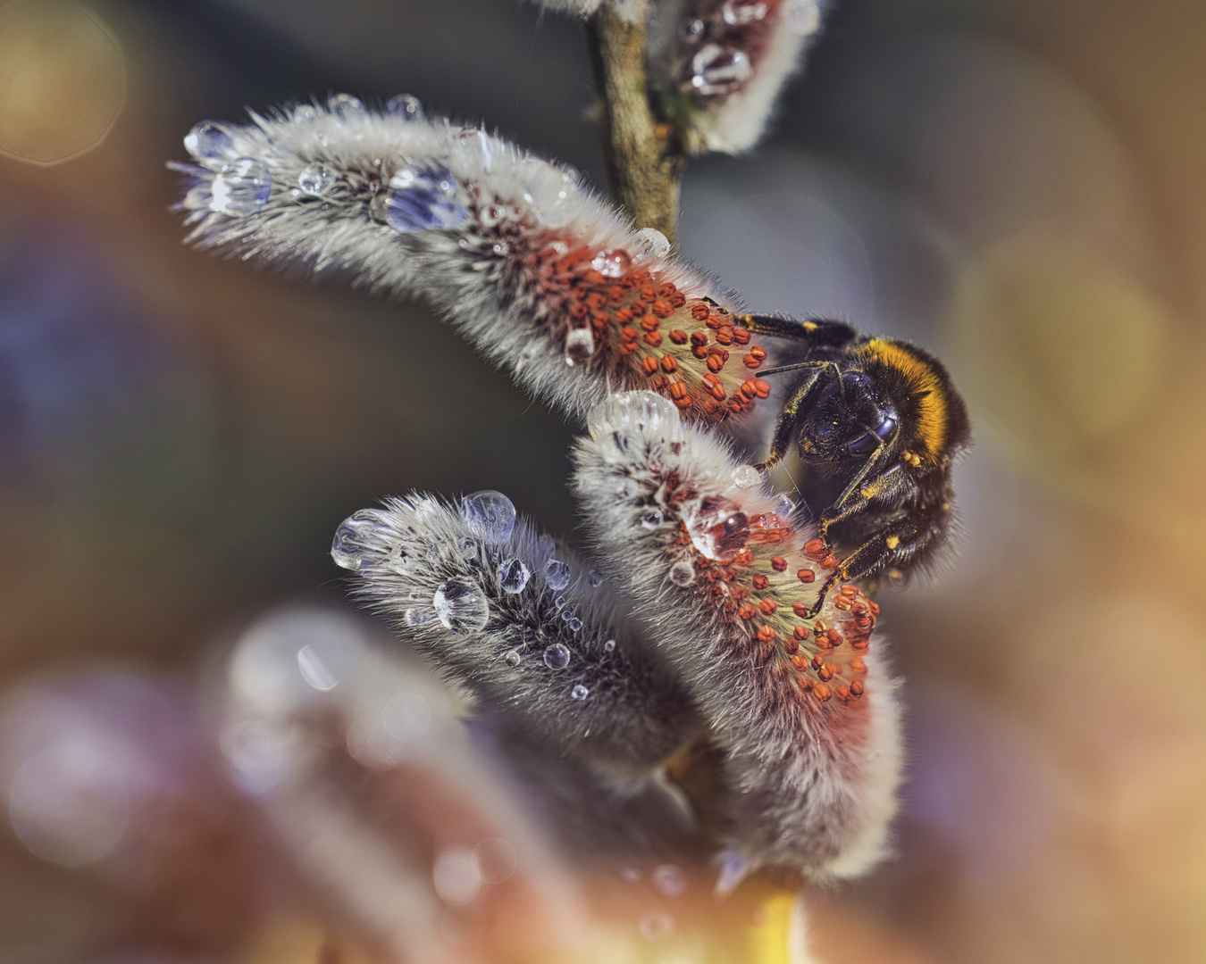  Hummel (Bombus)