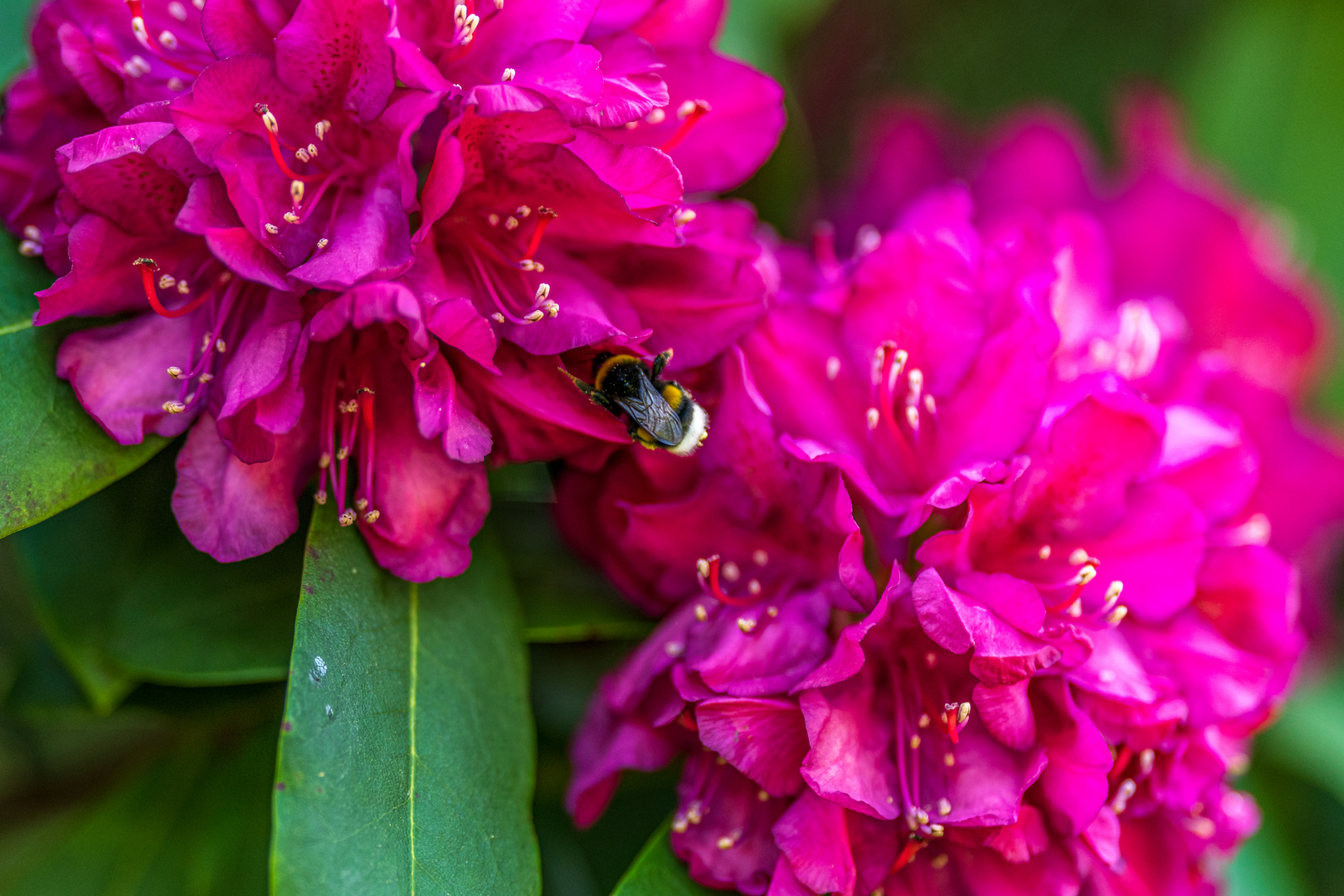 Hummel - Bombus I