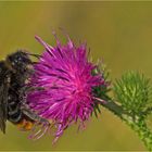 Hummel - Bombus pratorum