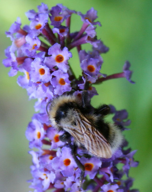 Hummel (Bombus spec.)