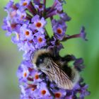 Hummel (Bombus spec.)