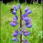 Hummel - Brummel - Bärchen