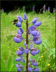 Hummel - Brummel - Bärchen