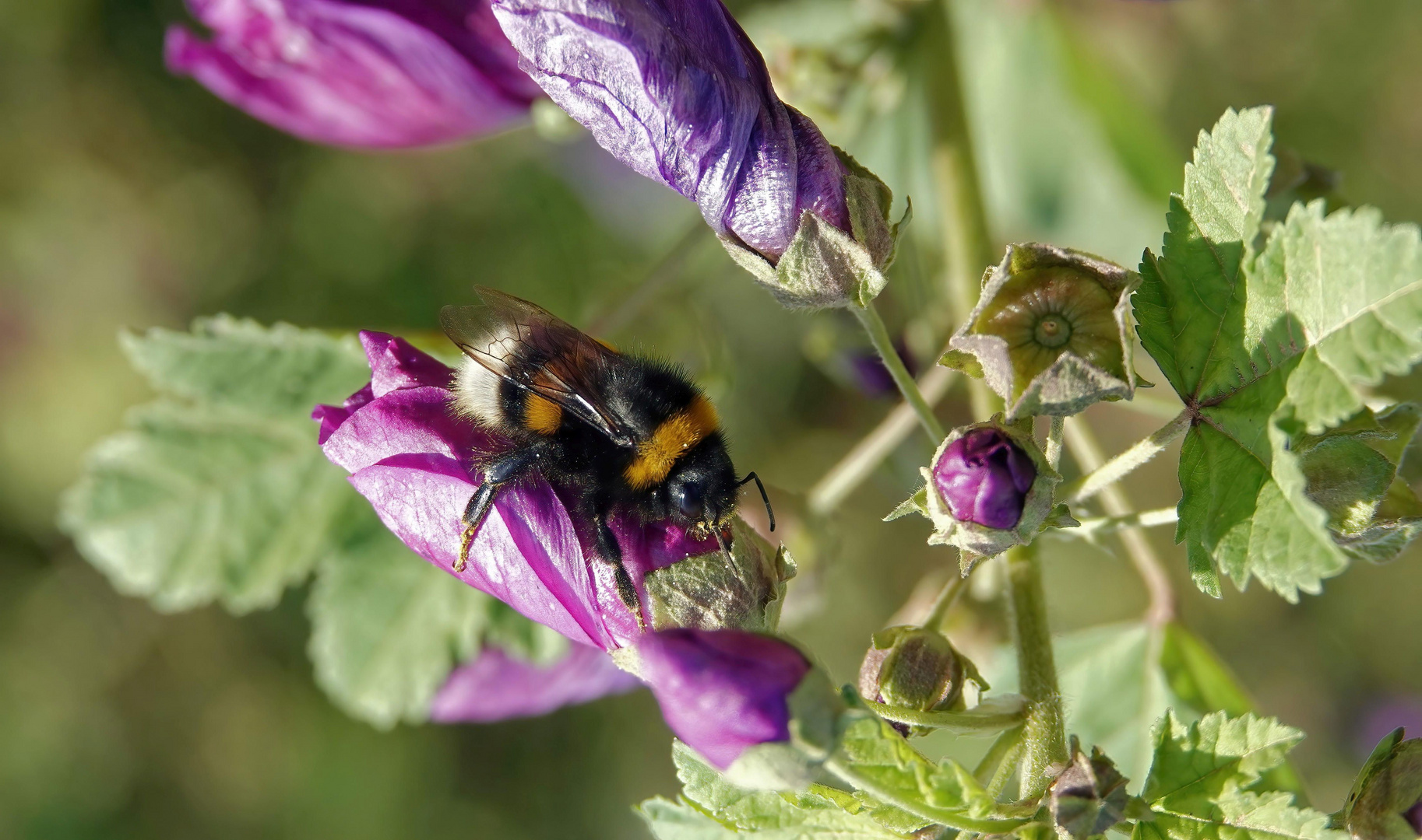 *Hummel-Brummel-Summel*