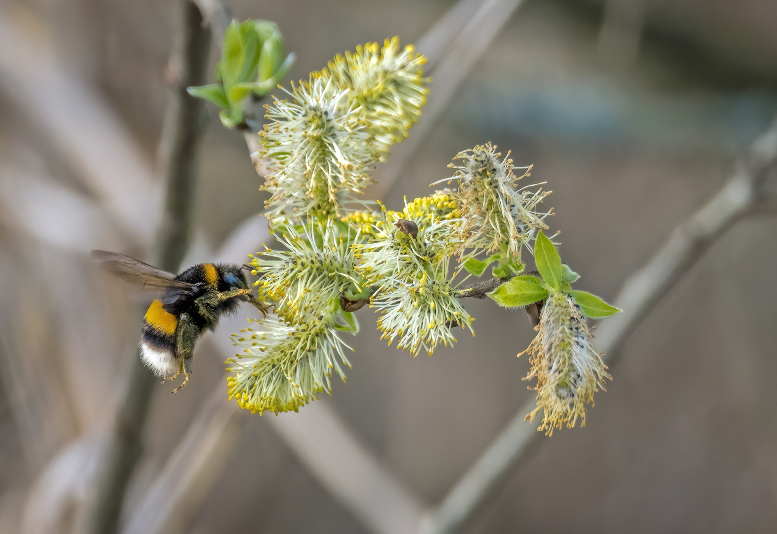 Hummel Brummer