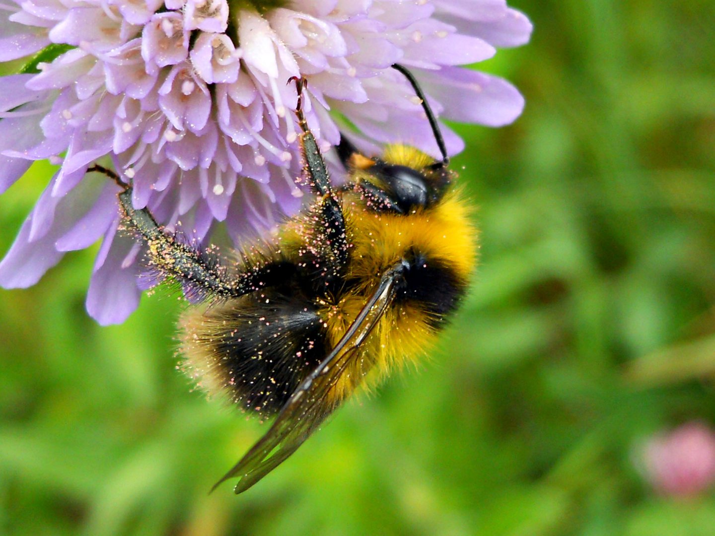 Hummel - Bumblebee