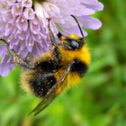 Hummel - Bumblebee