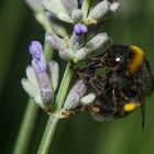 Hummel / Bumblebee