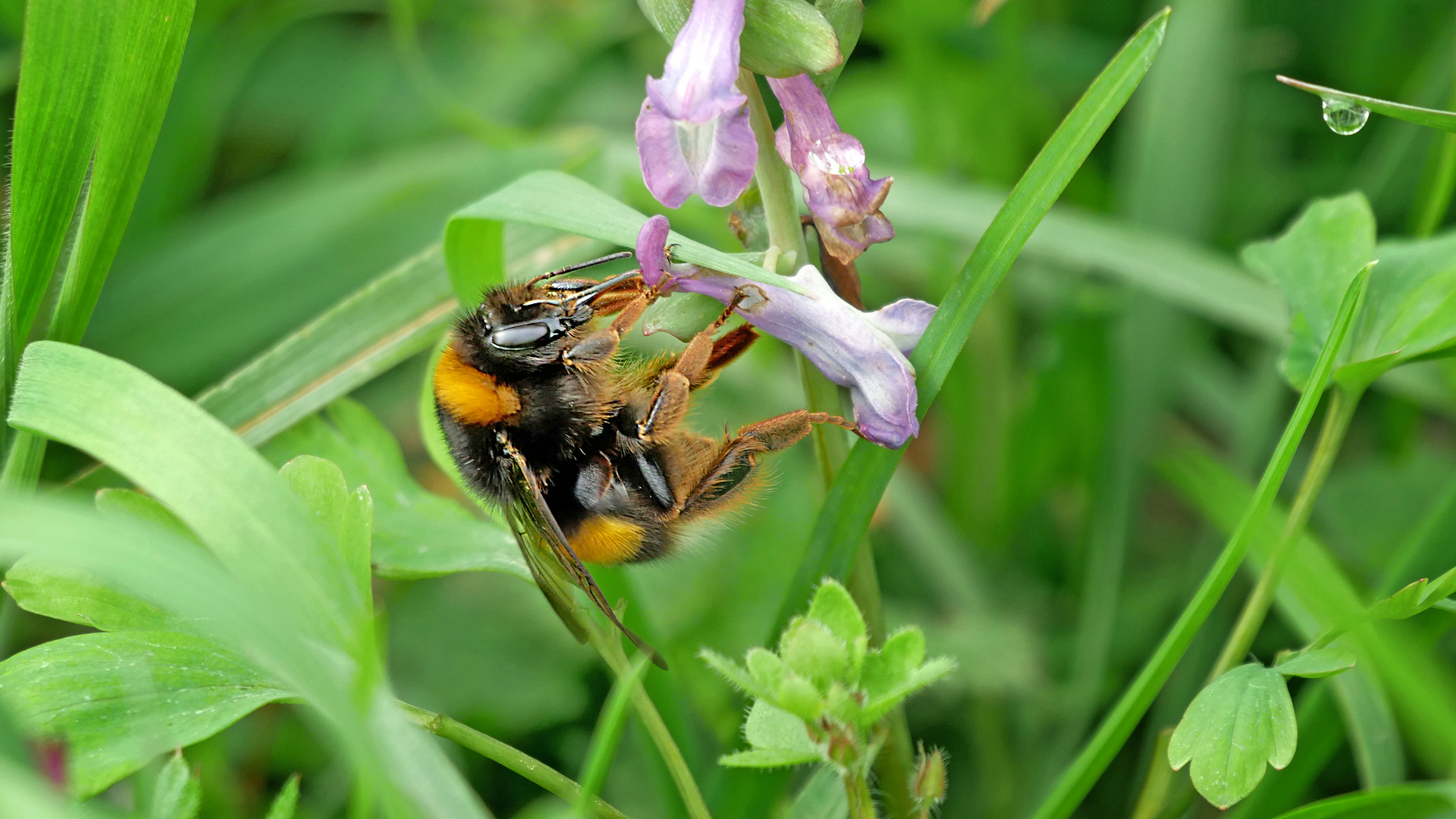 Hummel