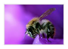 Hummel