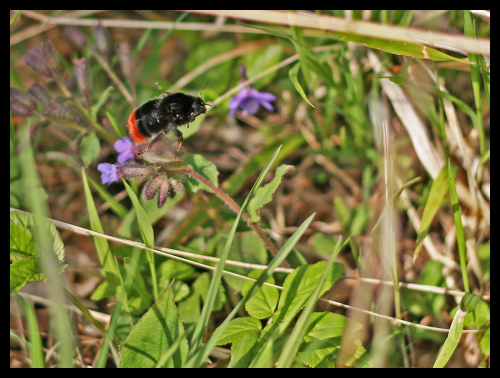 Hummel