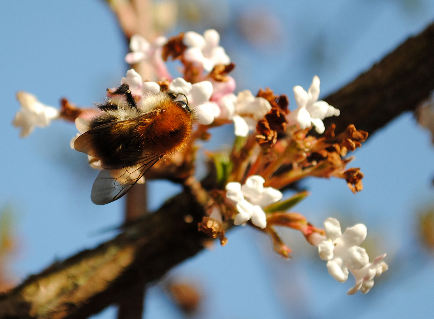 Hummel