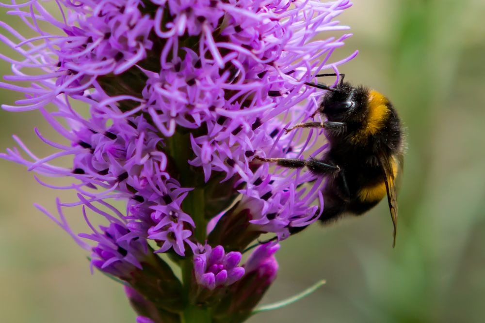 Hummel Foto & Bild sommer, natur, insekten Bilder auf