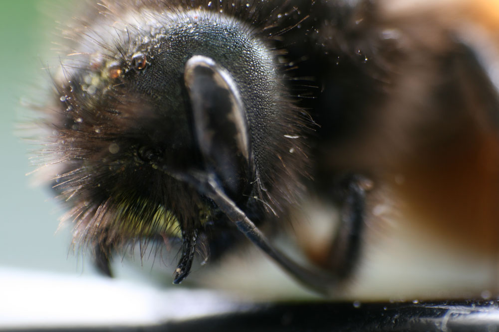 Hummel Close-up