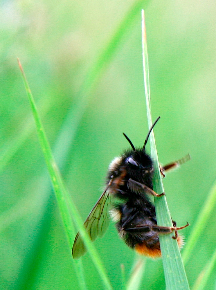 Hummel