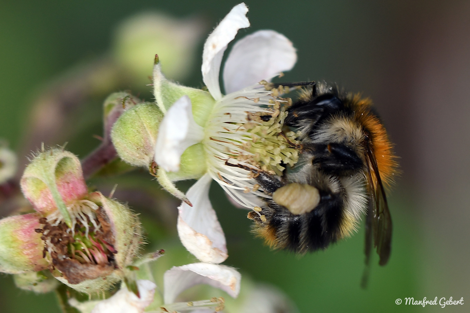 Hummel