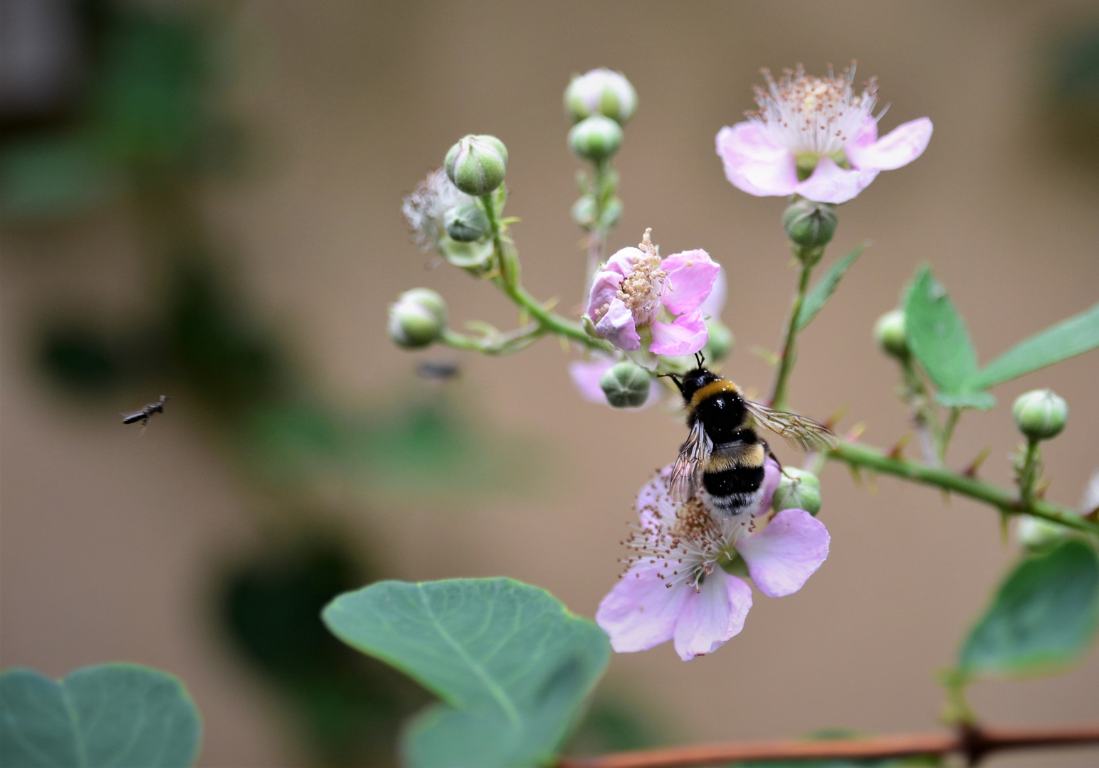 Hummel