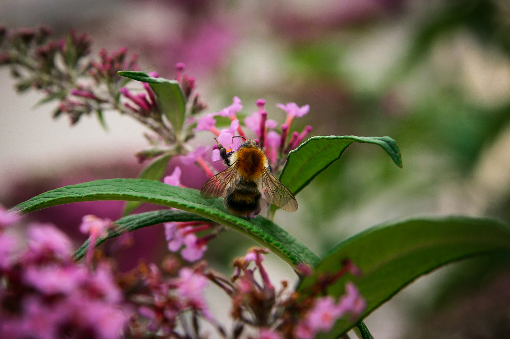 Hummel