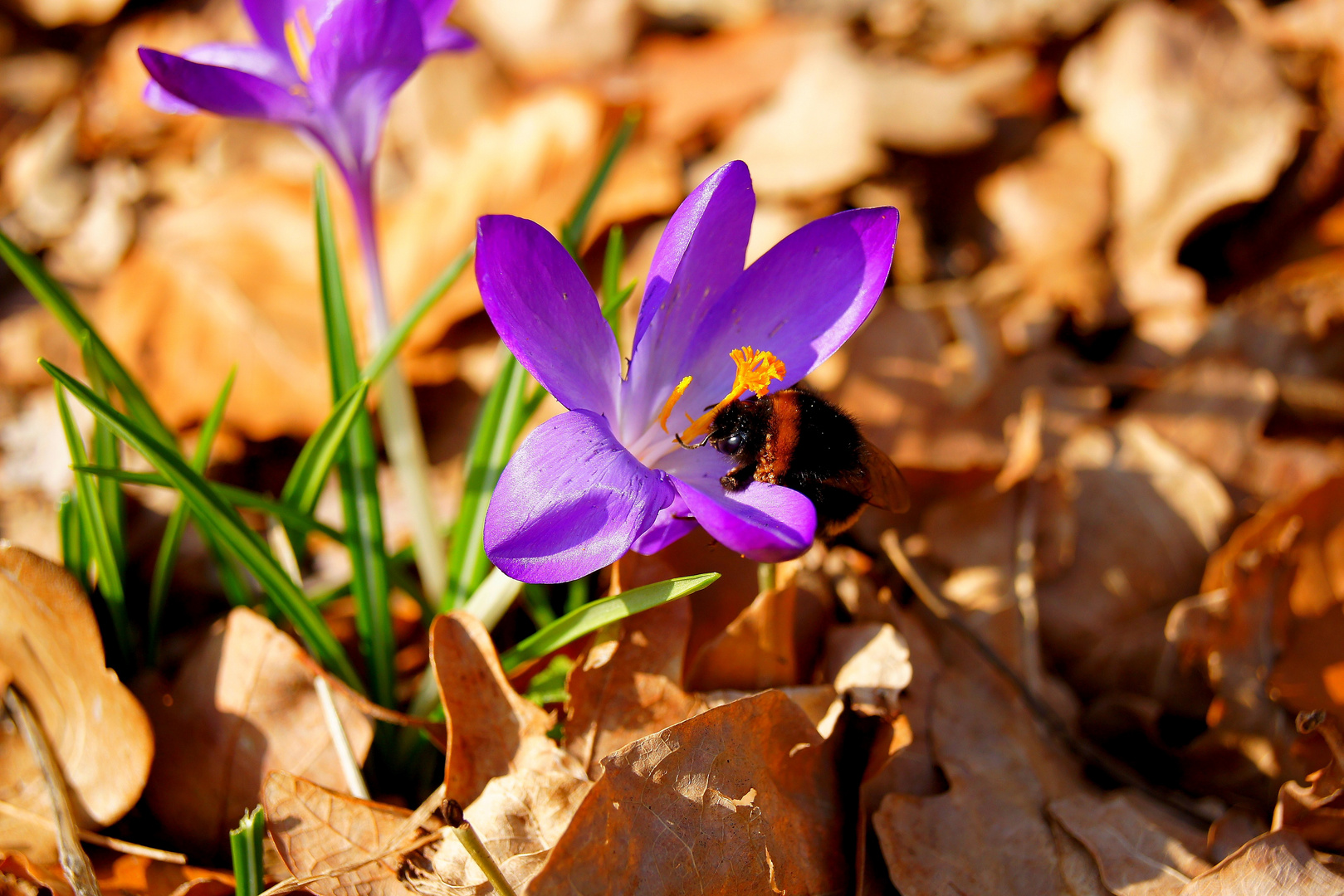 Hummel, der Frühling ist in MVP!!!