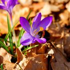 Hummel, der Frühling ist in MVP!!!