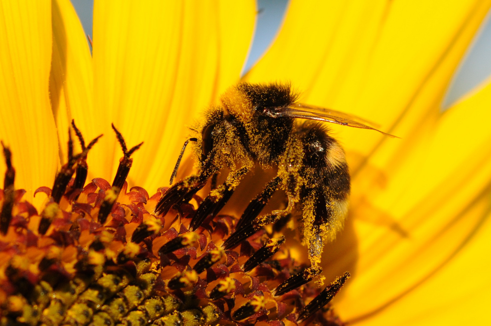 Hummel die auf Stelzen wandert