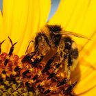 Hummel die auf Stelzen wandert